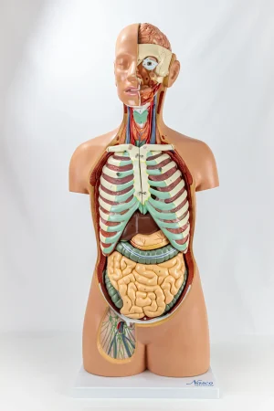 SKU: MG31995  Classic Unisex Torso with Opened Neck & Back Model, 17 parts