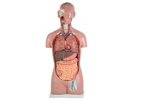 SKU: MG31997  Classic Unisex Torso Model, 16 parts