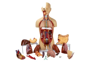 SKU: MG31998  Classic Unisex Torso with Opened Neck & Back Model, 18 parts