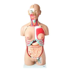 SKU: MG31999  Classic Dual-Sex Torso with Opened Neck & Back Model, 28 Parts