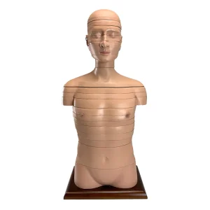 SKU: MG32002  Torso Section Model, 24 Discs