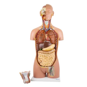 SKU: MG32003  Deluxe Dual-Sex Torso with Open Neck & Back Model, 27 Parts