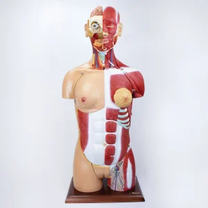 SKU: MG32004  Dual-Sex Muscular Torso with Open Neck & Back Model, 28 Parts