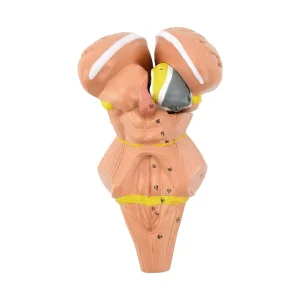 SKU: MG32071  Brainstem & Hypothalamus Model, 2X Enlarged, 4 Parts