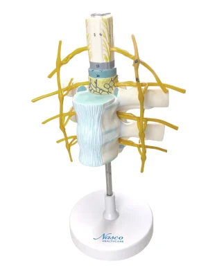 SKU: MG32227  Thoracic Vertebrae with Spinal Cord Model, 2X Enlarged