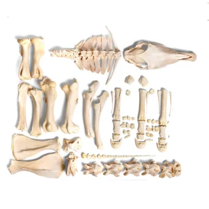 SKU: MG34406  Horse Skeleton, Disarticulated, Unmounted