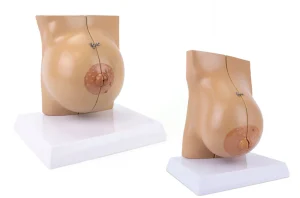 SKU: MG34670  Female Lactating & Non-Lactating Breast Models, Set of 2