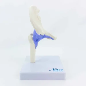 SKU: MG34877  Mini Hip Joint Model, Half Size