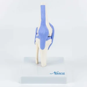 SKU: MG34879  Mini-Knee Joint Model, Half-Size