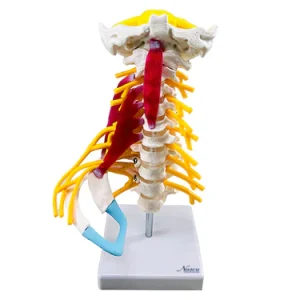 SKU: MG34918  Deluxe Cervical Vertebral Column Model