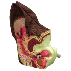 SKU: MG34919  Normal & Pathological Canine Ear Model
