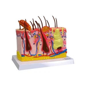 SKU: MG34920  Normal & Pathological Canine Skin Section Model, Enlarged