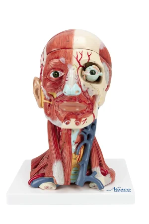 SKU: MG34921  Neck and Head Musculature Model, 10-Parts