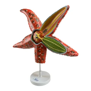 SKU: MG34923  Sea Star Anatomy Model, 4X Enlarged