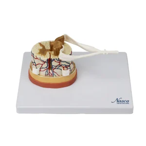 SKU: MG34926  Spinal Cord with Nerve Endings, 6X Enlarged