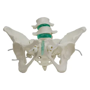 SKU: MG34927  Flexible Female Pelvic Skeleton with Lumbar Vertebrae Model