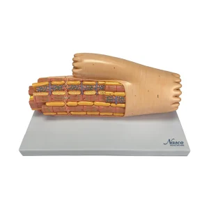 SKU: MG34954  Micro-Anatomy Cardiac Muscle Fiber Model, Enlarged
