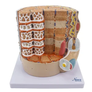 SKU: MG35050  Micro Anatomy of Muscle Fiber Model, 10,000X Enlarged