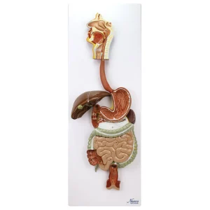 SKU: MG35391  Digestive System Model, 2 Parts