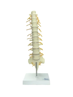SKU: MG35508  Vertebrae and Sacrum T8 Spine Model
