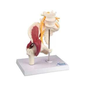 SKU: MG35509  Hip with Muscles and Sciatic Nerve Model