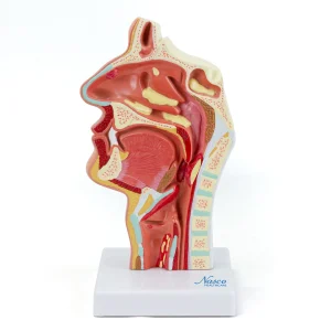 SKU: MG35531  Nasal & Oral Cross Section with Pathology Model