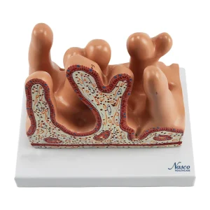 SKU: MG35533  Micro Anatomy Intestinal Villus Model, 400X Enlarged