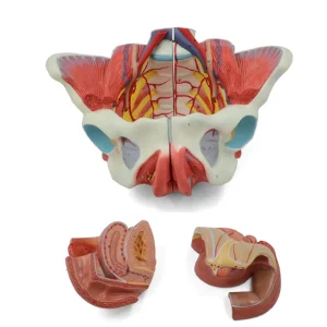 SKU: MG35534  Female Pelvis with Ligaments, Muscles, & Nerves, 4 Parts