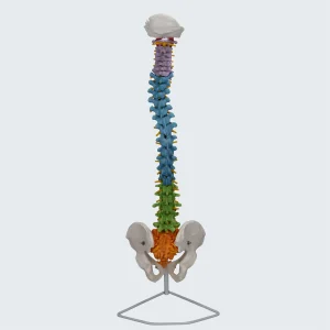 SKU: MG35590  Flexible Spine with Femur Heads Model