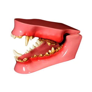 SKU: MG35591  Canine Jaw with Pathologies Model