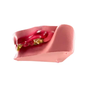 SKU: MG35593  Feline Jaw with Pathologies Model