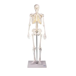 SKU: MG35899  Mini Skeleton with Flexible Spine
