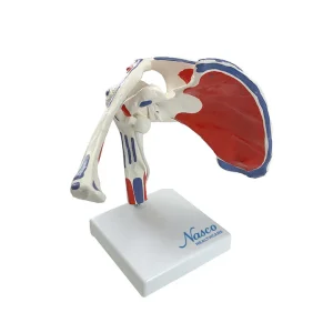 SKU: MG36025  Shoulder with Muscle Insertion Model