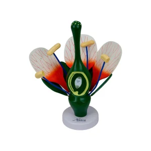 SKU: MG36118  Dicotyledonous Flower, Enlarged
