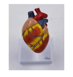 SKU: MG36146  Canine Heart Model