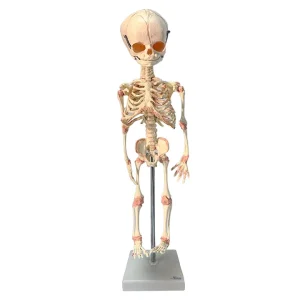 SKU: MG36147  Fetal Skeleton