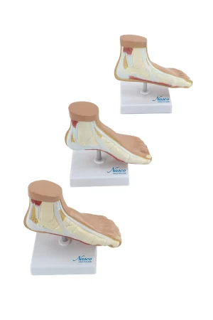 SKU: MG36149  Anatomy of Foot Set, Children