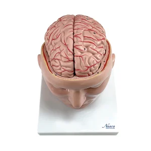 SKU: MG36150  Brain with Arteries Model, 9 Parts