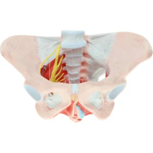 SKU: MG36167  Female Pelvis with Legaments, Vessels, Nerves, & Pelvice Floor Model