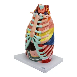 SKU: MG36904  Thoracic Cavity Model, 16 Parts