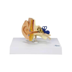 SKU: MG36905  Ear Model