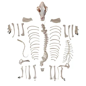 SKU: MG36996  Disarticulated Canine Skeleton, Unmounted