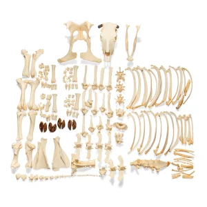 SKU: MG37010  Disarticulated Bovine Skeleton, Unmounted