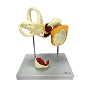 SKU: MG38391  Auditory Bones, Tympanic Membrane, & Coclea Model, 3 Parts