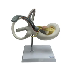 SKU: MG38393  Coclea Model, 2 Parts