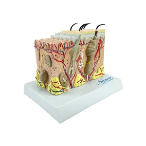 SKU: MG38397  Skin Section Model, 35X Enlarged