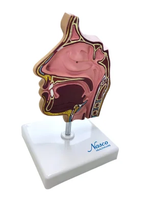 SKU: MG38417  Nasal Sinus Cross Section Model