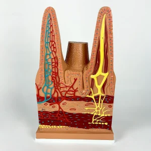 SKU: MG38529  Intestinal Villi Model, 100X Enlarged