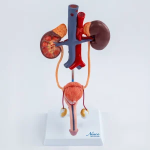 SKU: MG40887  Male Urinary System Model