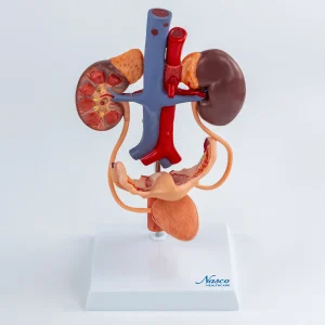 SKU: MG40888  Female Urinary System Model
